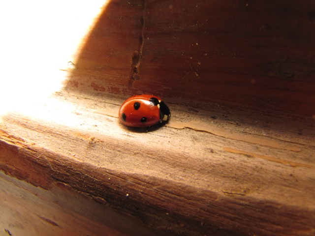 Coccinella